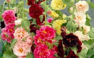 How to propagate mallow: we breed a stock-rose on the site