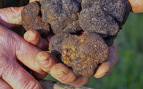 Teknologi untuk menanam truffle di rumah untuk perniagaan