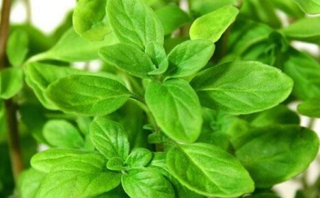 Useful properties of marjoram and contraindications for use