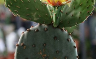 Opuntia kaktuss - skaistums un ieguvumi vienā pudelē