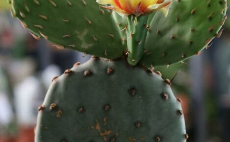Opuntia kaktus - skönhet och fördelar i en flaska