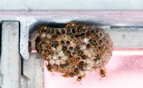 Modi comprovati per sbarazzarsi di vespe