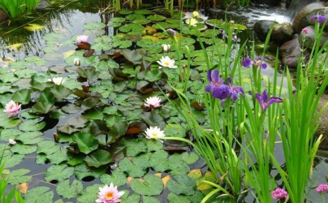 Comment planter des plantes aquatiques dans un étang avec sagesse et rentabilité