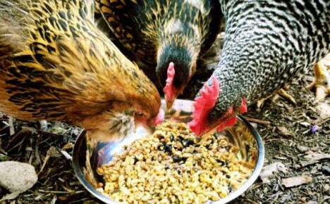 Vamos descobrir o que alimentar as galinhas poedeiras para um melhor funcionamento.