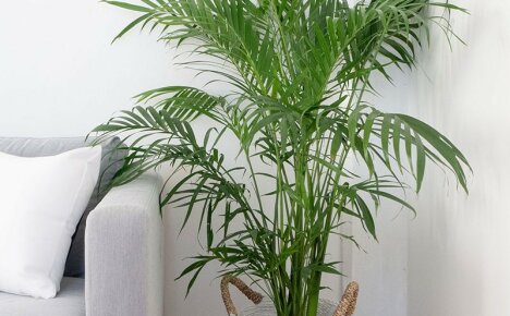 Dekoratīva palma kokam mājās un birojā - iekštelpu zieds chrysalidocarpus