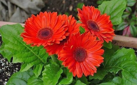 Learn to grow an African beauty gerbera in the garden and in the room