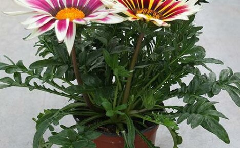 Planting and caring for gazania in a pot: watering, fertilizing, pruning