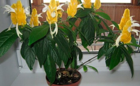 Floare cu lumânări pachistachis - îngrijire acasă pentru un exotic termofil
