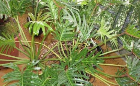 Philodendron Elegance - une vigne élégante pour la jungle domestique