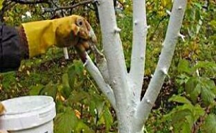 Skydda fruktträd genom vitkalkning på våren och hösten