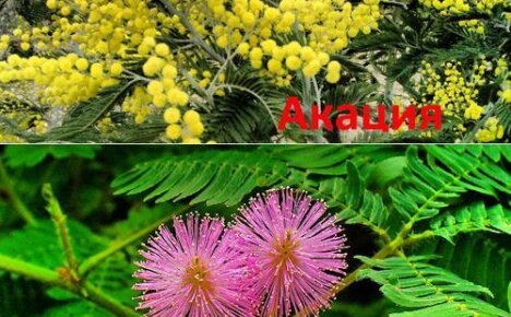 Koks skirtumas tarp mimozos ir sidabro akacijos: įdomūs faktai
