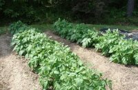 Auswahl der Pflanzen zum Anpflanzen nach Kartoffeln