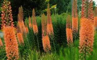 Eremurus - a perennial flower for growing in the country