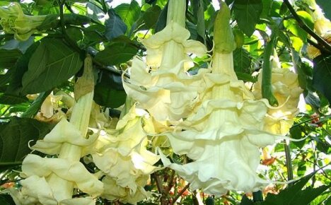 Wonderful tree in the garden or terry brugmansia