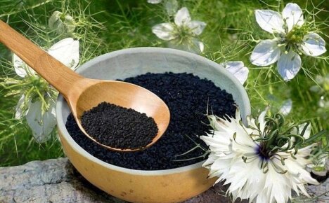 Chimen negru parfumat - proprietăți medicinale și contraindicații ale condimentelor picante