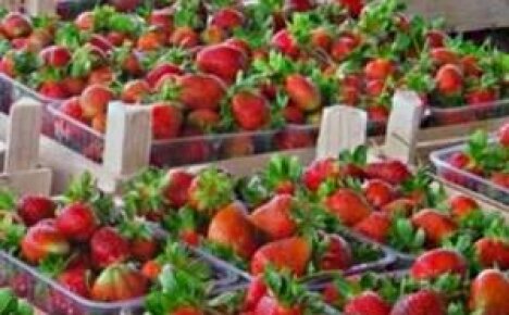 Kunci penuaian yang hebat adalah memberi makan strawberi pada musim bunga!
