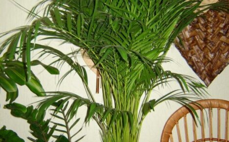 Stor palmträd för en rymlig hall - areca, hemvård, foto