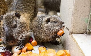 Nutrição no verão: condições celestiais para roedores