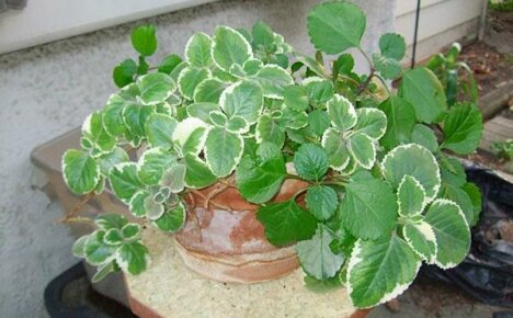 Proučavamo korisna i štetna svojstva plectrantusa - mirisne sobne biljke