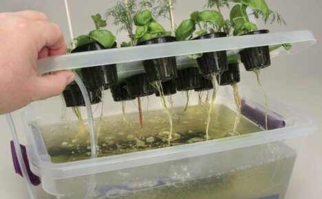 Hydroponic plante for å dyrke grøntområder - hvordan gjør du det selv