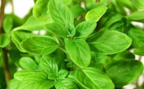 Growing marjoram: reproduction, care and use in cooking