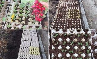 The original way to grow radishes in egg trays