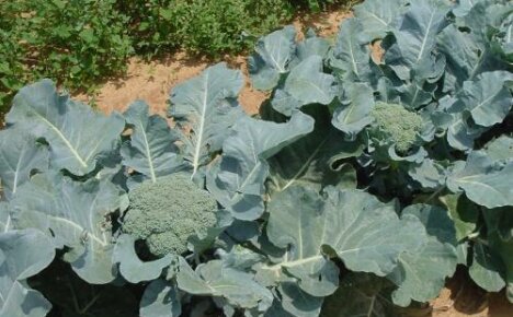 Hogyan növekszik a brokkoli palántán és nem palántán