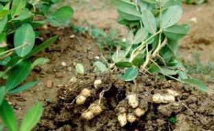 Høsting av peanøtter og klargjøring for lagring