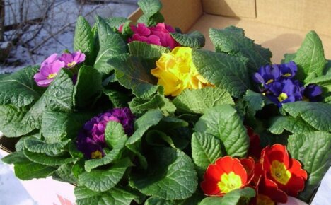 Indoor primrose - home care for a delicate primrose and the secrets of its flowering
