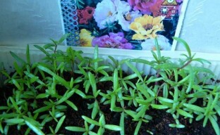 Cultiver un pourpier à fleurs à travers les semis - les subtilités du semis et du soin des semis