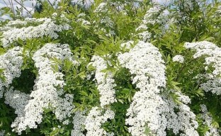 Vi odlar en mild spirea i vår sommarstuga: tips för plantering och vård av en buske