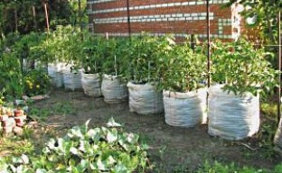 Cultiu de cogombres en bosses (vídeo)
