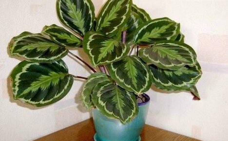 Why do your calathea leaves dry and curl