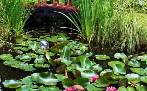 Тайни на цъфтящо езерце - правилна грижа за нимфите в езерце