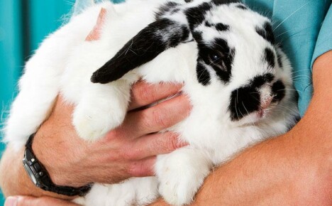 Правилно и навременно лечение на пастерелоза при зайци