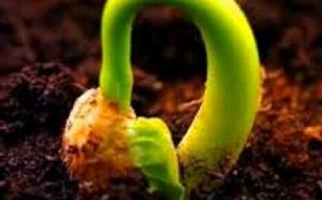 Växande begonier från frön