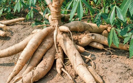 Cassava - hvad er det, og hvordan man tilbereder det korrekt