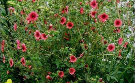 Incredibile Potentilla nepalese - una perenne fiorita senza pretese per giardinieri principianti