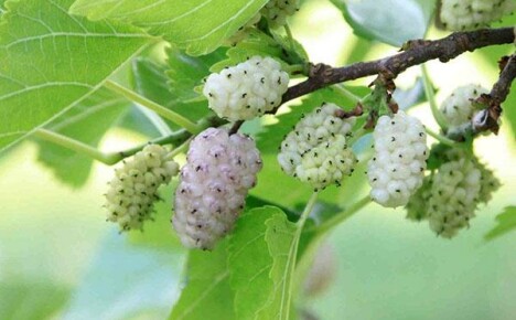 White mulberry will delight you with delicious juicy berries