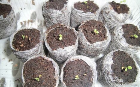 Turba tabletlerine petunya tohumları nasıl ve ne zaman ekilir?