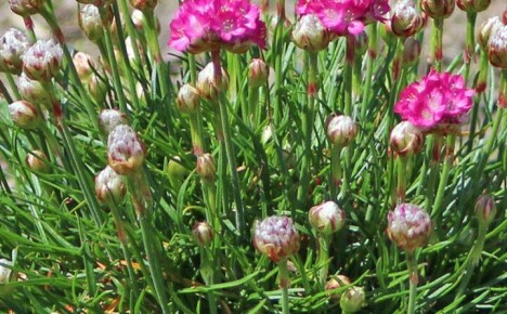 Ínyenc armeria: ültetés és gondozás nyitott virágágyásban