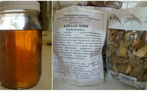 How to brew aspen bark correctly - we make an effective and natural remedy for many diseases
