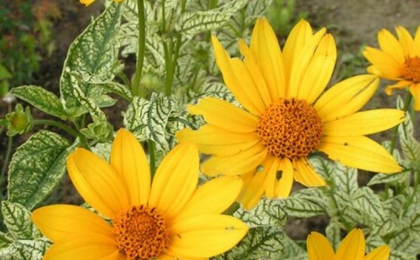 Какво трябва да знаете за засаждането на хелиопсис и грижите за слънчево цвете