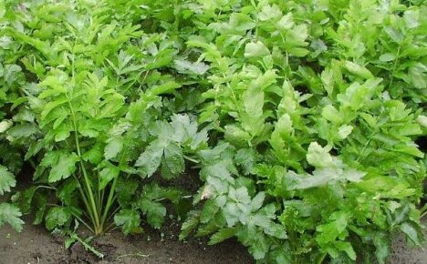Cara menjaga tanaman parsnips untuk menanam sayur-sayuran akar yang cantik dan besar