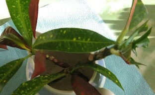 Croton propagation: an overview of two different ways