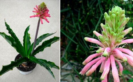 Най-причудливото луковично растение за дома - Weltheimia