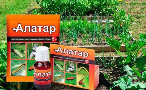 ยาฆ่าแมลง Alatar: คำแนะนำสำหรับการใช้งานหรือคำแนะนำสำหรับศัตรูพืช