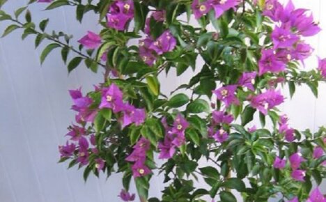 Defenseless beauty without thorns - bougainvillea nude
