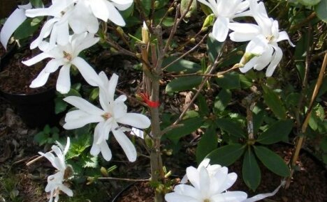 Magnolia de interior - cum să crească o frumusețe spectaculoasă acasă