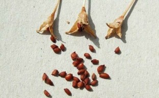 Pestovanie krokusov zo semien je aktivita pre amatérskych pestovateľov kvetov